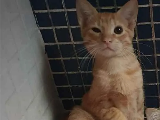 Gato ra a SRD idade 2 a 6 meses nome ....  