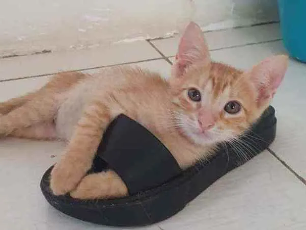 Gato ra a SRD idade 2 a 6 meses nome ....  