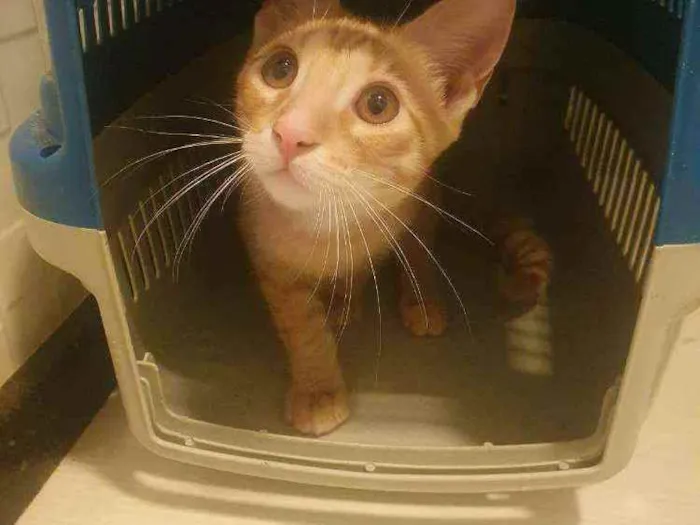 Gato ra a SRD idade 2 a 6 meses nome ....  