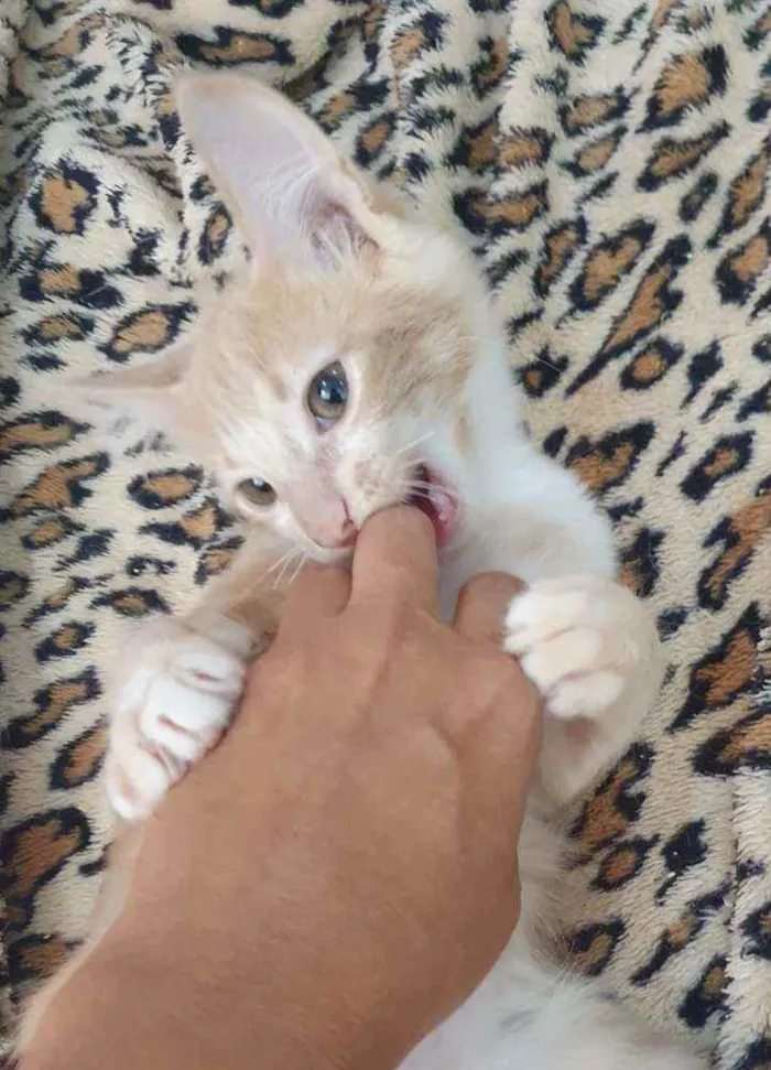 Gato ra a SRD idade 2 a 6 meses nome ..