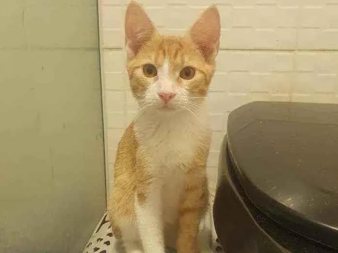 Gato ra a SRD idade 2 a 6 meses nome ,...................