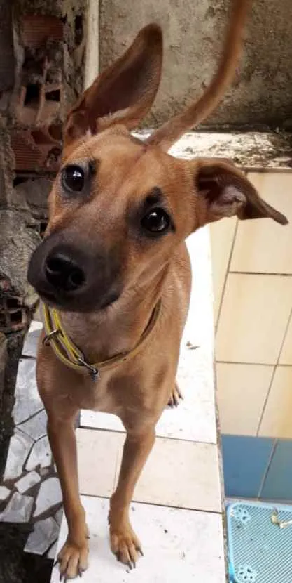 Cachorro ra a SRD idade 1 ano nome Bidu