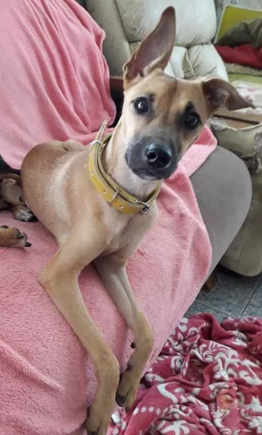 Cachorro ra a SRD idade 1 ano nome Bidu