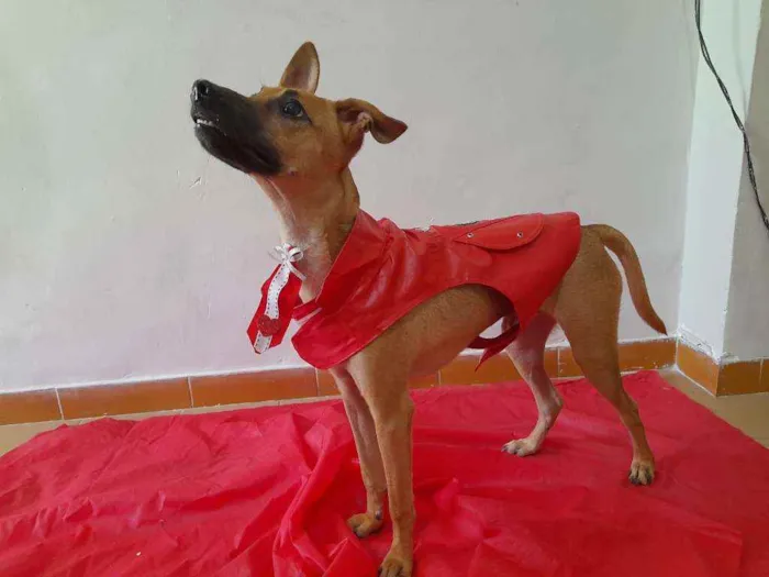 Cachorro ra a SRD idade 1 ano nome Bidu