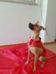 Bidu