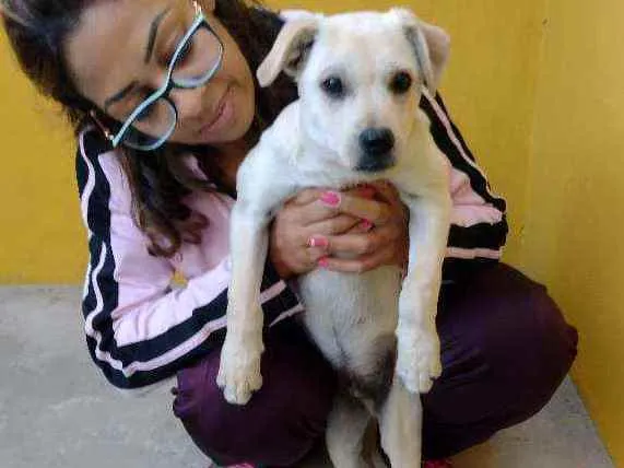 Cachorro raça Srd idade 2 a 6 meses nome Dooby