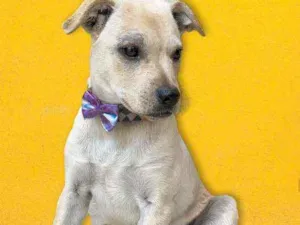 Cachorro raça Srd idade 2 a 6 meses nome Dooby