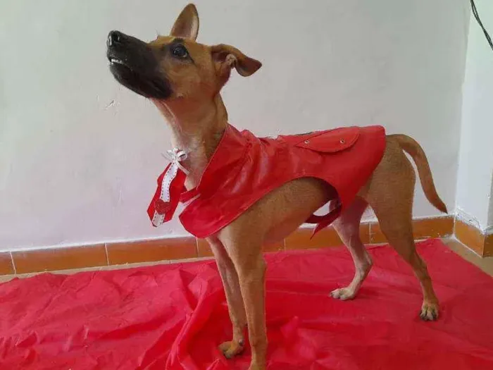 Cachorro ra a SRD idade 1 ano nome Bidu