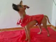 Bidu