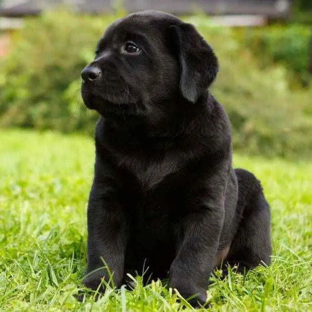 Cachorro ra a mine golden com pequenez preto idade 2 a 6 meses nome filhotes