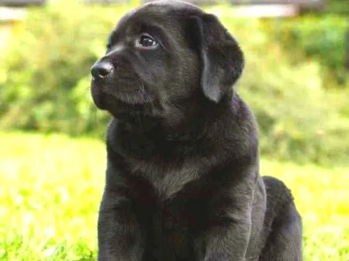 Cachorro ra a mine golden com pequenez preto idade 2 a 6 meses nome filhotes