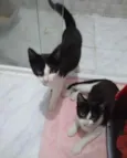 Não sei 