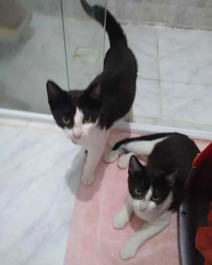 Gato ra a  idade 2 a 6 meses nome Não sei 