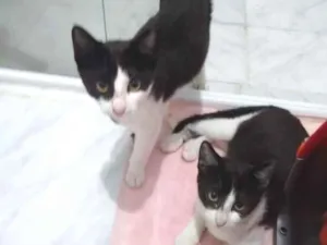 Gato raça  idade 2 a 6 meses nome Não sei 