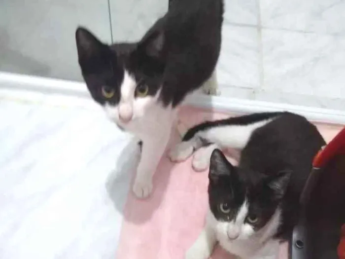 Gato ra a  idade 2 a 6 meses nome Não sei 