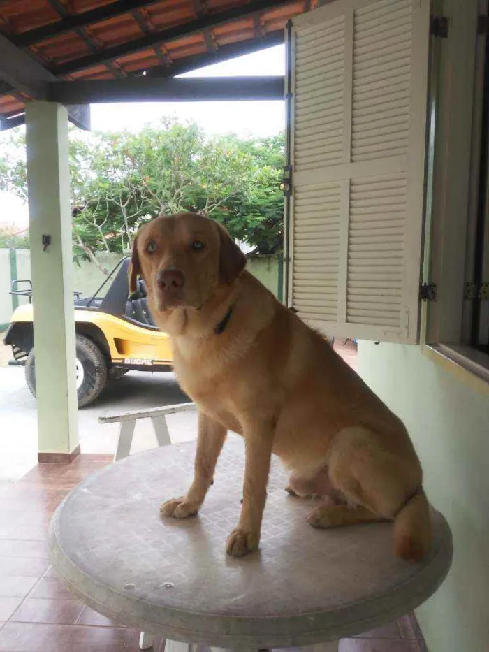 Cachorro ra a Labrador idade 1 ano nome Lion Brasil black go