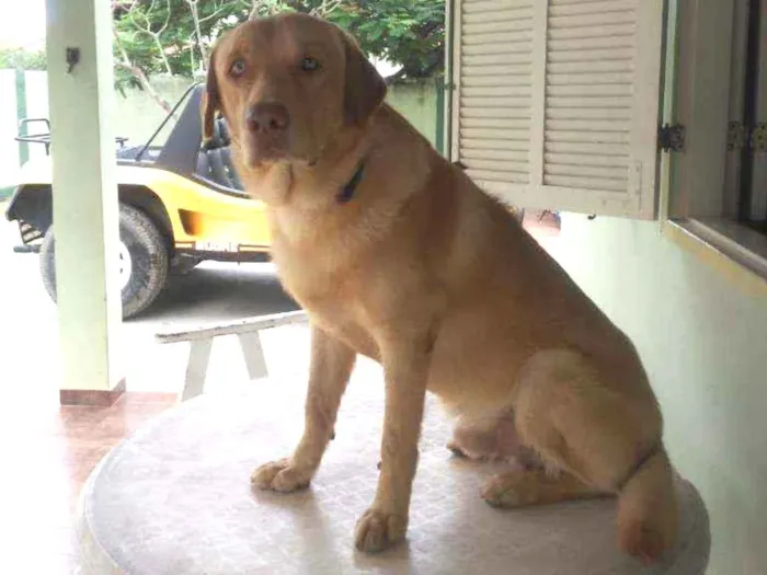 Cachorro ra a Labrador idade 1 ano nome Lion Brasil black go