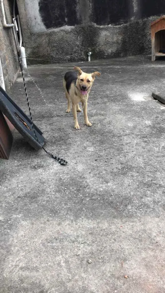 Cachorro ra a Mestiça de chow chow com vira- idade 1 ano nome Lola