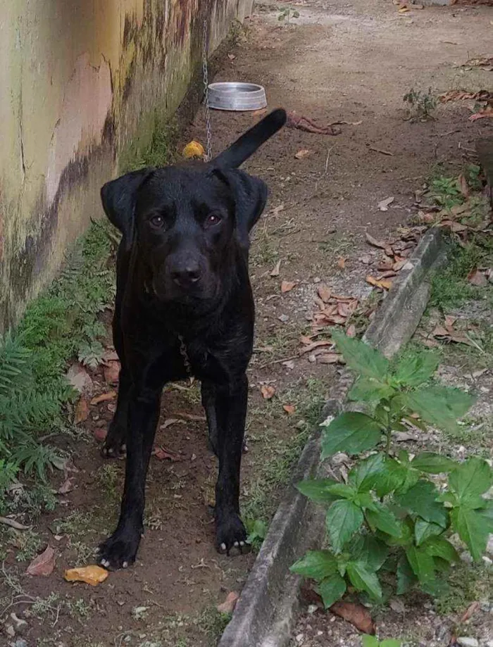 Cachorro ra a Labrador?? idade 1 ano nome Tobias