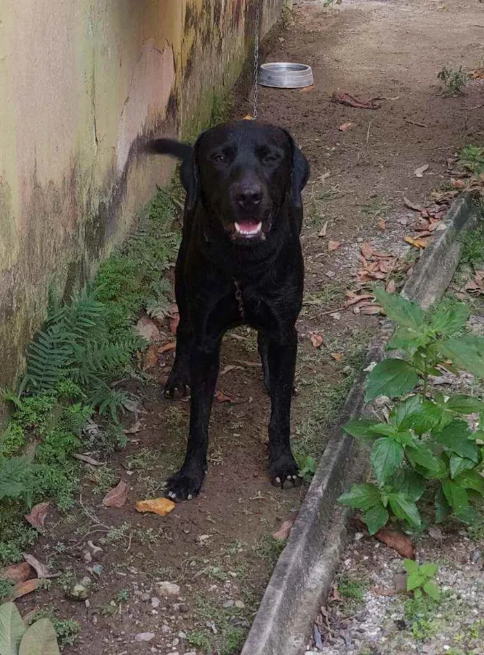 Cachorro ra a Labrador?? idade 1 ano nome Tobias