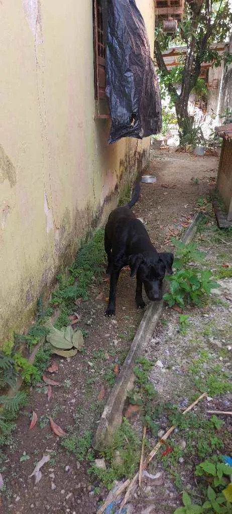 Cachorro ra a Labrador?? idade 1 ano nome Tobias