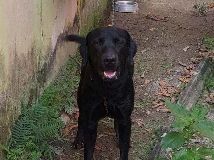 Cachorro ra a Labrador?? idade 1 ano nome Tobias