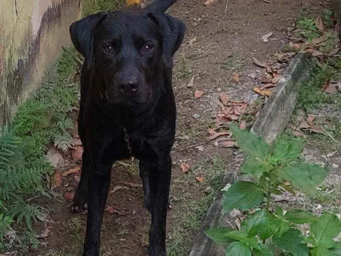 Cachorro ra a Labrador?? idade 1 ano nome Tobias