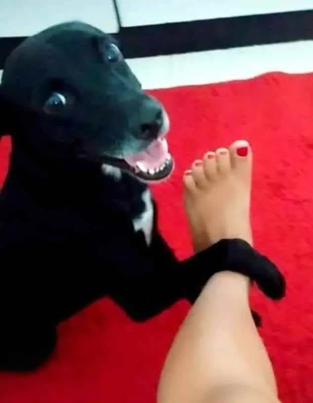 Cachorro ra a SRD idade 1 ano nome Lilika