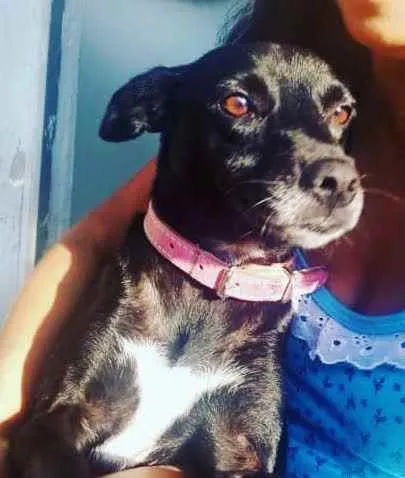 Cachorro ra a SRD idade 1 ano nome Lilika