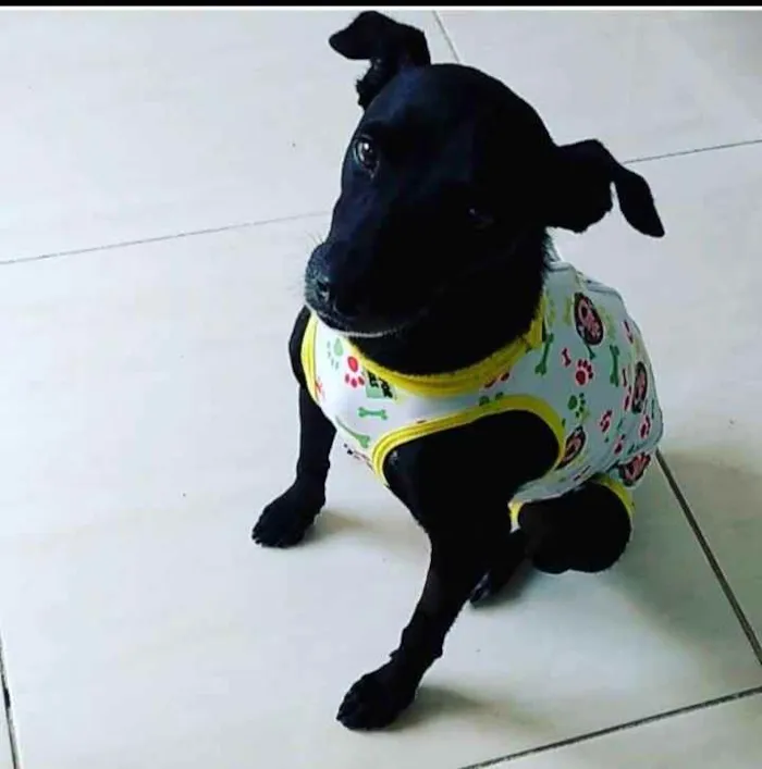Cachorro ra a SRD idade 1 ano nome Lilika