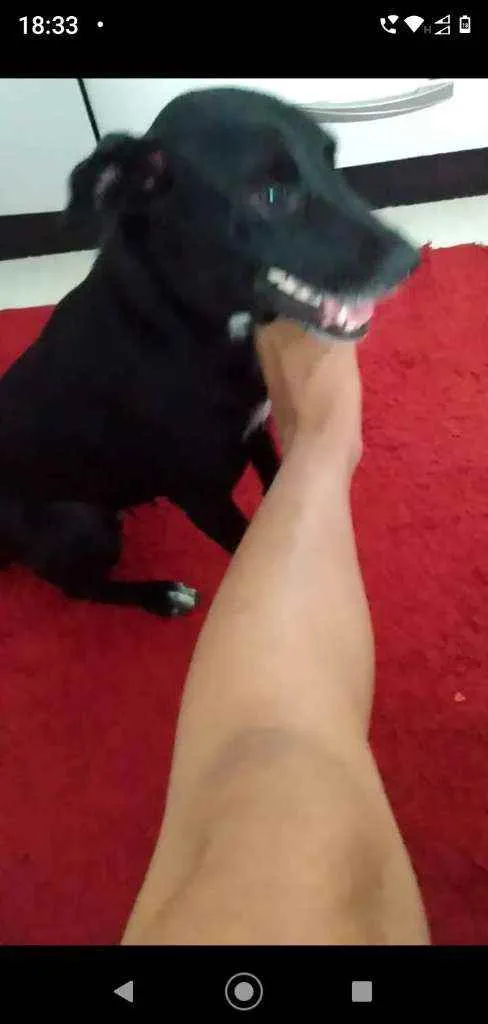 Cachorro ra a SRD idade 1 ano nome Lilika