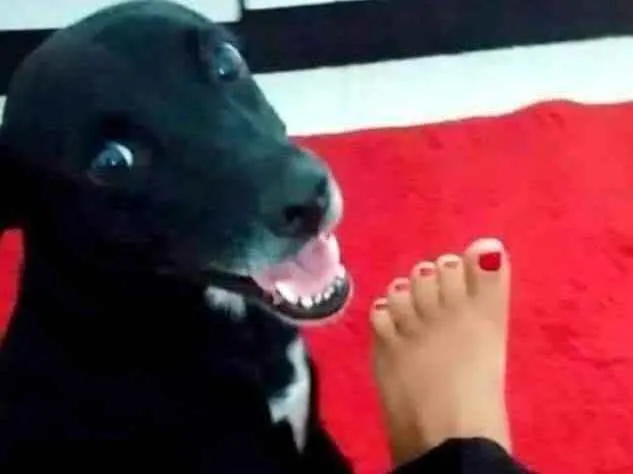 Cachorro ra a SRD idade 1 ano nome Lilika