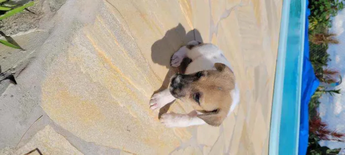 Cachorro raça srd idade 2 a 6 meses nome Tasha