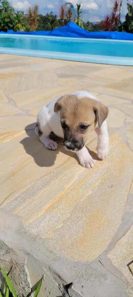 Cachorro raça srd idade 2 a 6 meses nome Tasha