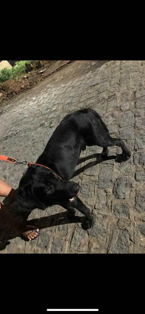 Cachorro ra a Labrador idade 7 a 11 meses nome Zeus