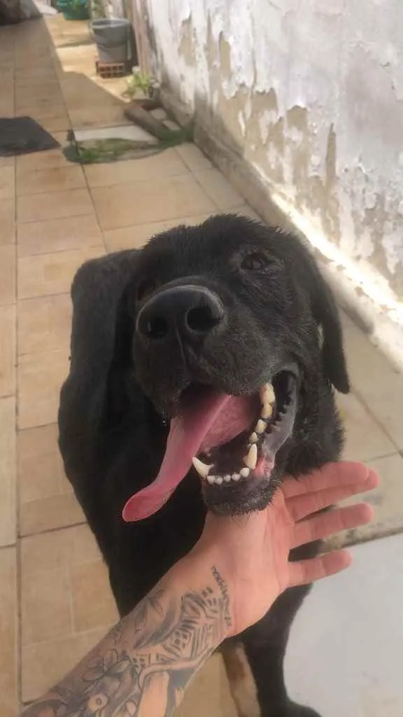 Cachorro ra a Labrador idade 7 a 11 meses nome Zeus