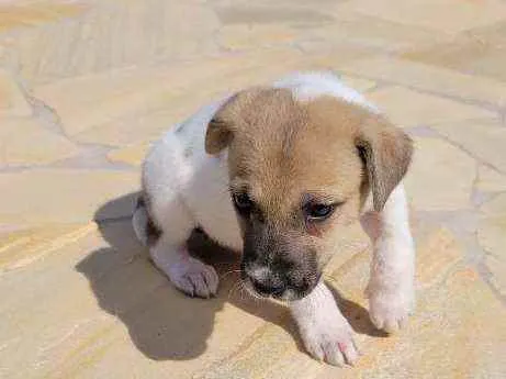 Cachorro raça srd idade 2 a 6 meses nome Tasha