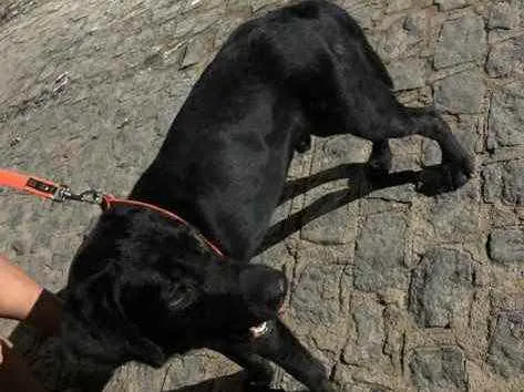 Cachorro ra a Labrador idade 7 a 11 meses nome Zeus