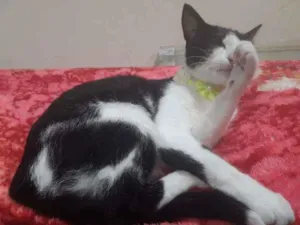 Gato raça SRD idade 1 ano nome Ágata 