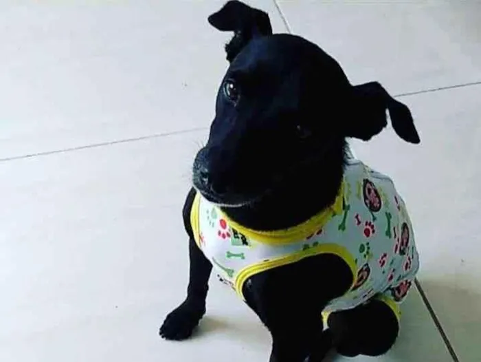 Cachorro ra a SRD idade 1 ano nome Lilika