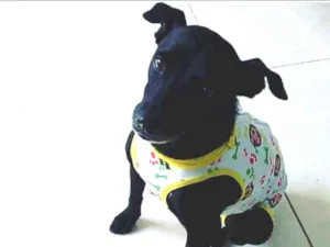Cachorro raça SRD idade 1 ano nome Lilika