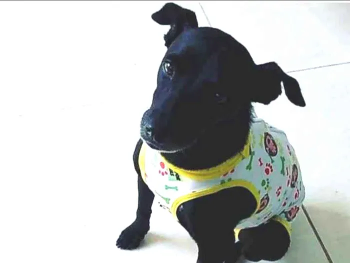 Cachorro ra a SRD idade 1 ano nome Lilika