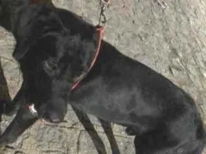 Cachorro raça Labrador idade 7 a 11 meses nome Zeus