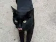 Pantera