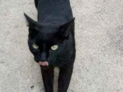 Gato ra a  idade 2 anos nome Pantera