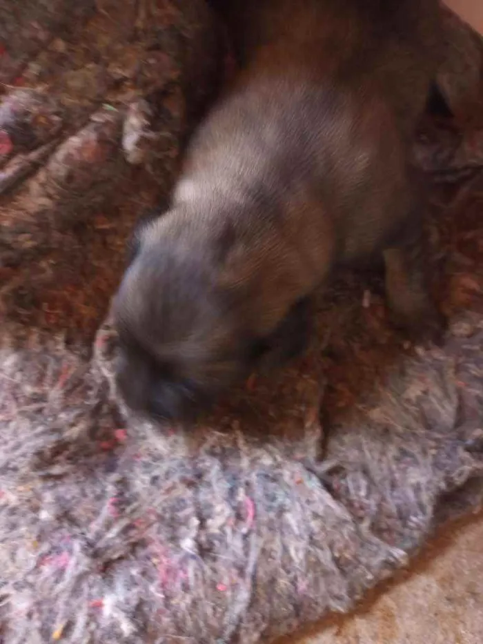 Cachorro ra a Labrador  idade Abaixo de 2 meses nome Não tem nome
