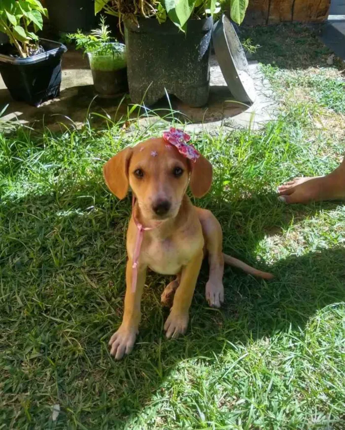 Cachorro raça Não definida idade 2 a 6 meses nome Mary