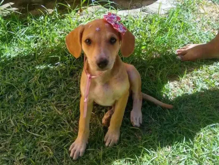 Cachorro raça Não definida idade 2 a 6 meses nome Mary