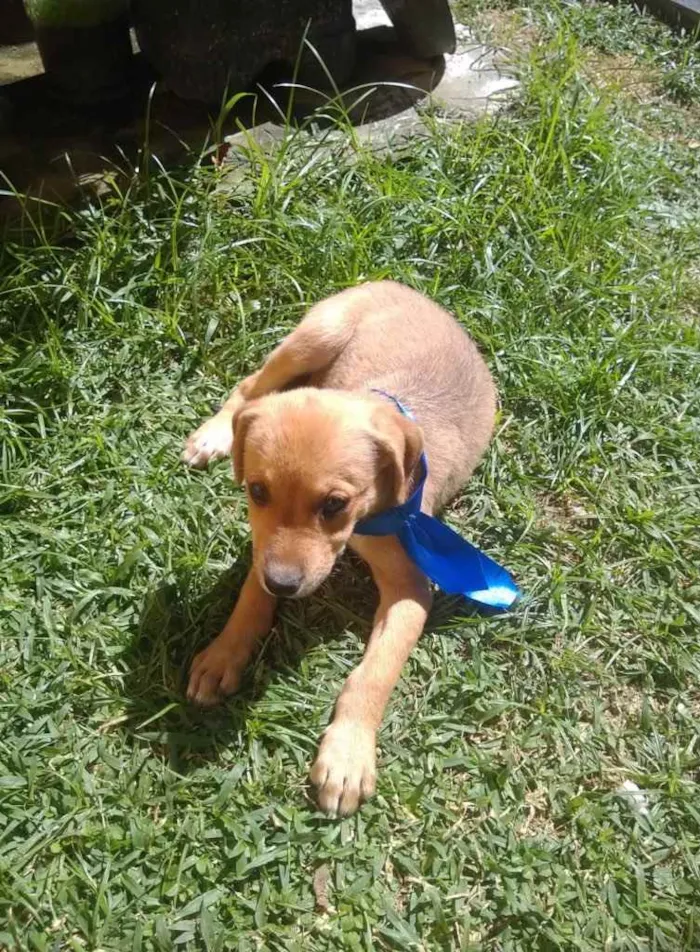 Cachorro raça Não definida idade 2 a 6 meses nome Bob