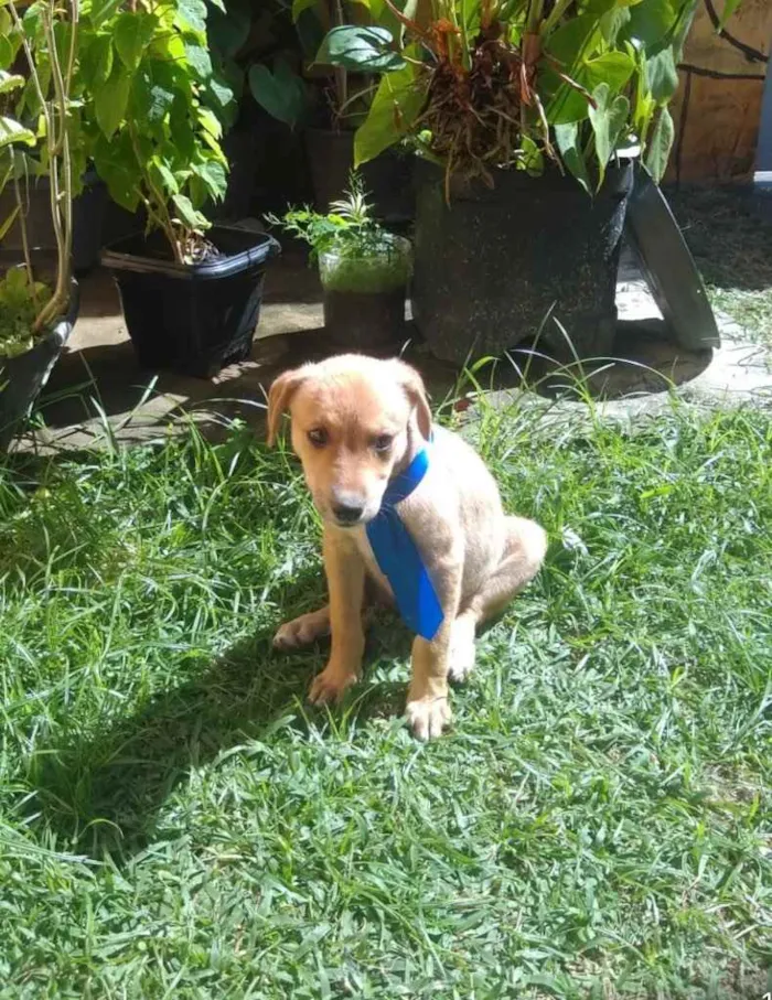 Cachorro raça Não definida idade 2 a 6 meses nome Bob